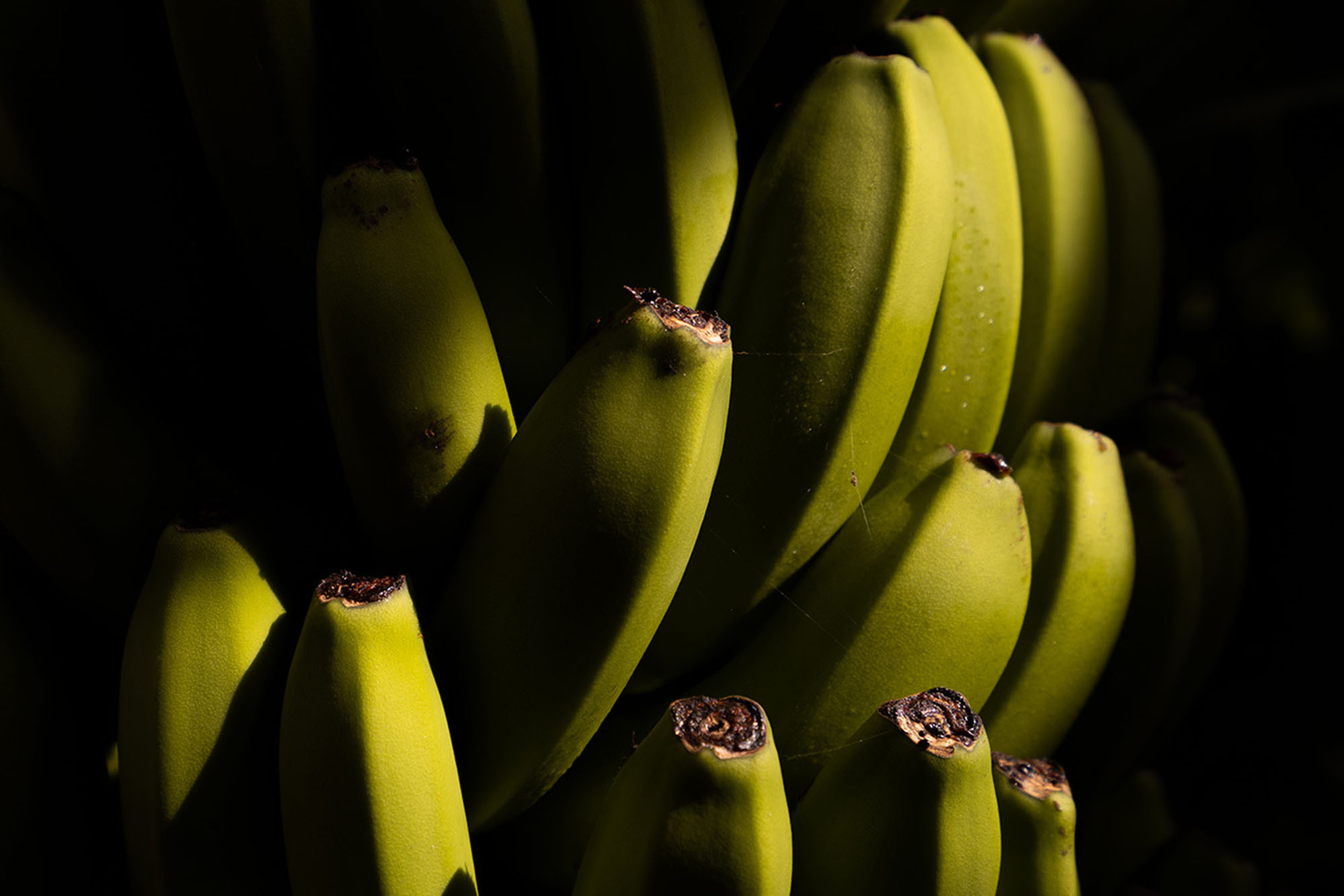 Fruit1